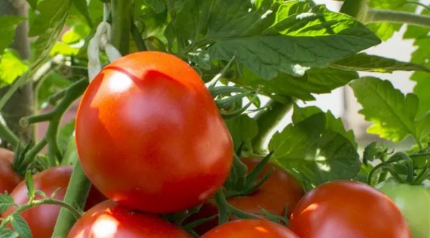 Доматите ще са големи като зелки, ако наръсите това в градината през зимата