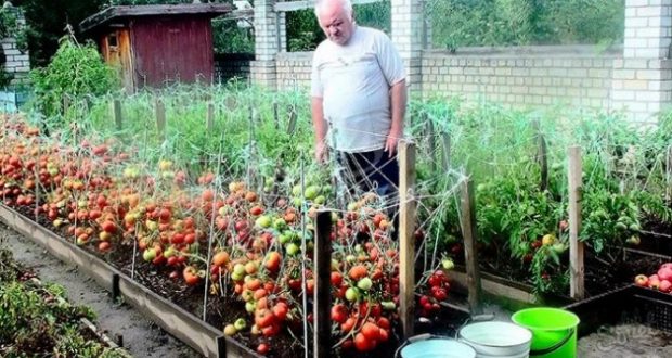 За едно лято ги подхранвам така 3 пъти: Доматите се превиват от плод чак до октомври