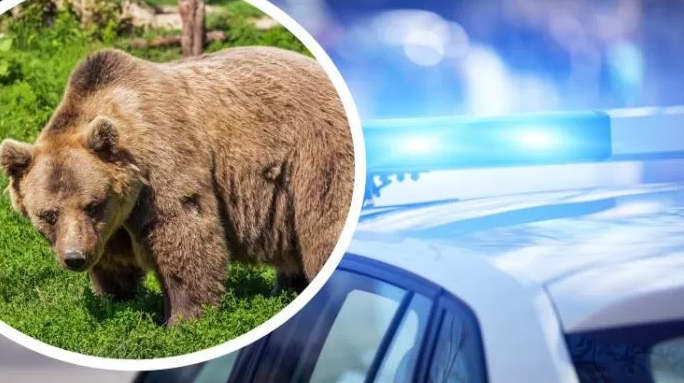 Озориха се! БГ полицаи в зрелищна гонка с мечка, преследват я с патрулка с пуснати сирени