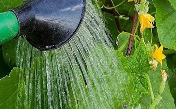 Пръскам растенията с разтвор от мая. Доматите и краставиците ми никога не се разболяват