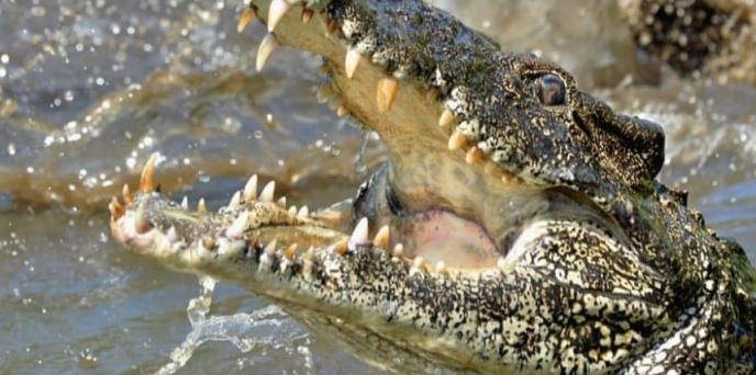 Ужас: 29-годишен скочи да се охлади във водата и крокодил го разкъса