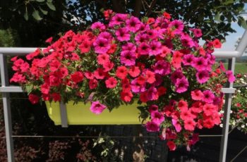 Забравете за мушкатата! Ето как да превърнете балкона си в райска градина с тези невероятни петунии